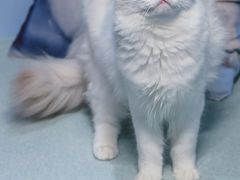 -喵的天空名猫咖啡馆·撸猫·猫舍·用品