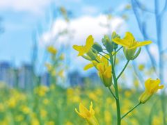 -光明小镇欢乐田园