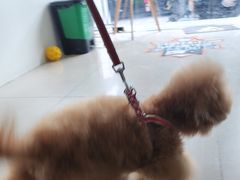 -佳雯宠物医院·皮肤科·内外科(春晓路分院)