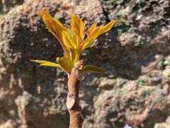-上海佘山国家森林公园天马山园