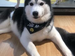 -Husky Go! 哈士奇体验馆·宠物咖啡厅狗咖