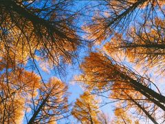 -塞罕坝国家级自然保护区