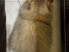 -欣宠猫屋·矮脚拿破仑·蓝金金渐层