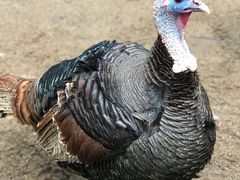 -费瑟代尔野生动物园