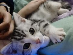 -欣宠猫屋·矮脚拿破仑·蓝金金渐层