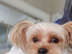 -爱宠屋pet shop·宠物洗澡·宠物美容