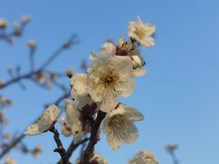 -阳澄湖半岛旅游度假区