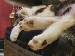 -猫色咖啡·猫咖