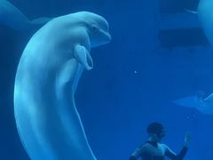 -海合安成都极地海洋公园