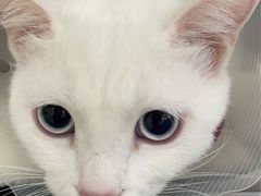 -北京恒爱动物医院(清景园分院)