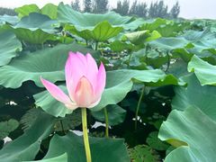 -白洋淀风景区