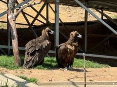 -西霞口神雕山野生动物世界