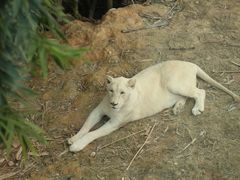 -泉州海丝野生动物世界
