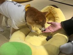 -逗柴咖啡屋·狗咖猫咖宠物桌游