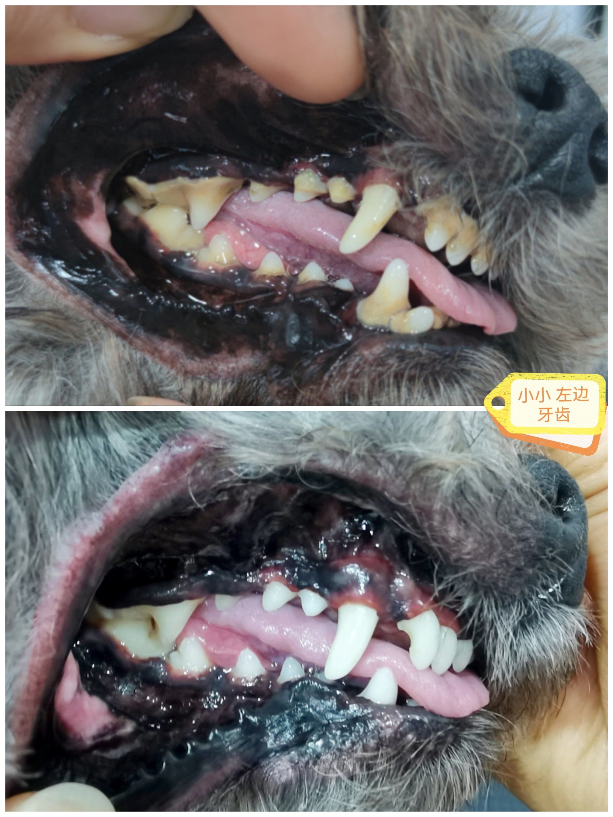 狗狗牙齿07健康的重要性6015
