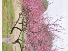 -青枫公园
