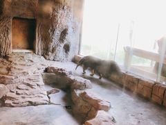 -深圳野生动物园