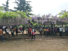 -嘉定紫藤园