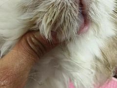 -猪呜宠物生活馆·西高地梗犬拔毛店