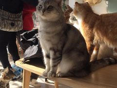 -平行世界·猫咖(首经贸店)