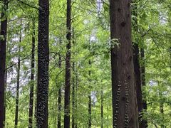 -黄海国家森林公园