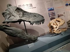 -自贡恐龙博物馆