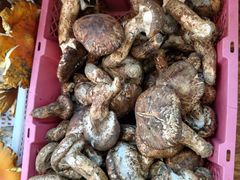 -南渝食府.墨脱石锅松茸鸡