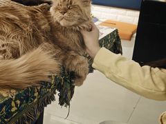 -平行世界·猫咖(首经贸店)