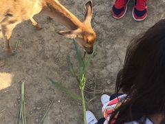 -鹿境梅花鹿生态园区