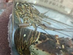 -金龙渔港(双楠店)