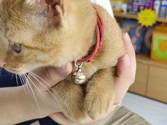 -艾贝尔宠物医院·24H转诊中心·肿瘤猫专科(江宁双龙店)