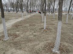 -西青郊野公园