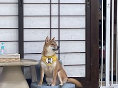 -逗柴咖啡屋·狗咖猫咖宠物桌游
