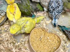 -青石桥花鸟鱼虫市场(叠翠城店)