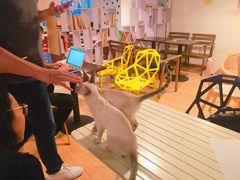 -Cappucimeow猫咪咖啡馆(韦伯时代店)