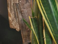 -VESH COFFEE(定西路店)