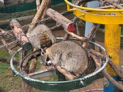 -西霞口神雕山野生动物世界