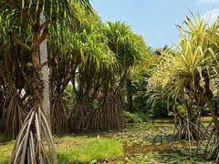 -中国科学院西双版纳热带植物园