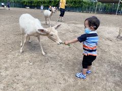 -北京麋鹿生态实验中心