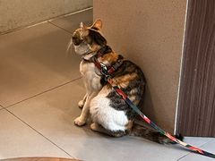 -Again Coffee Roaster(香蜜湖店)