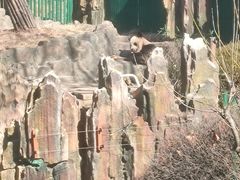 -大连森林动物园熊猫馆纪念品商店