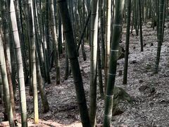 -黄山翡翠谷景区