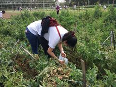 -上海长兴岛郊野公园