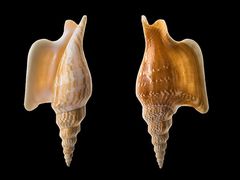 -青岛贝壳博物馆