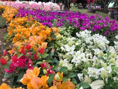 -东南花都花博园