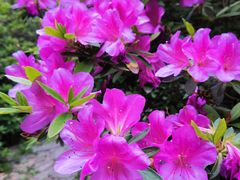 -东湖磨山景区樱花园-停车场