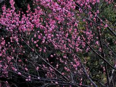 -上海吴淞炮台湾国家湿地公园