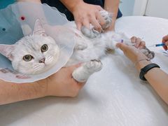 -中农国际动物医院24小时·猫科·骨科·急重症中心