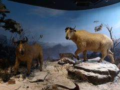 -陕西自然博物馆