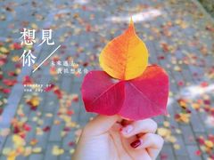 -八大关景区